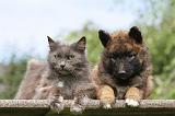 CHAT ET LAEKENOIS 014